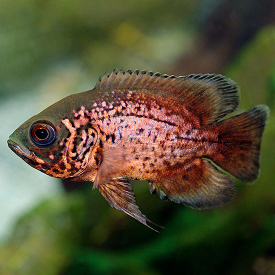 Red Oscar: Tropical Fish for Freshwater Aquariums – LiveAquaria