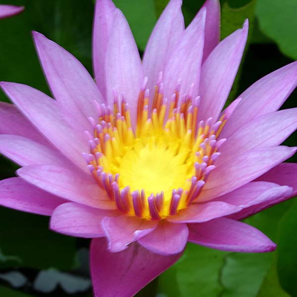 8 x 10 Tropical Sun Pond Plant Variety Pack