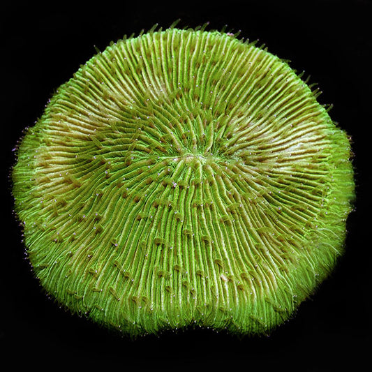 Plate Coral, Neon Green - Short Tentacle 