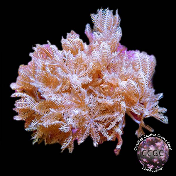 Mystery Coral