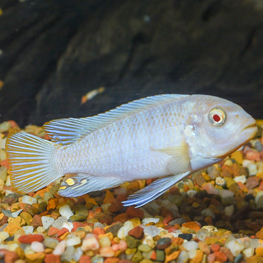 White Cichlid