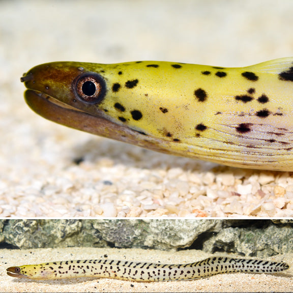 Yellow-Head Moray Eel