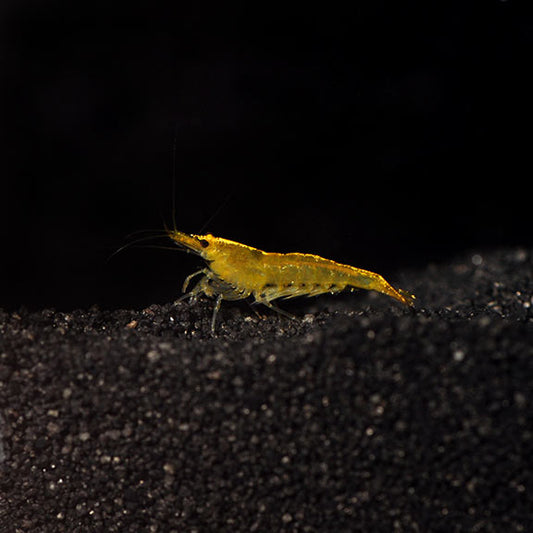Yellow Shrimp