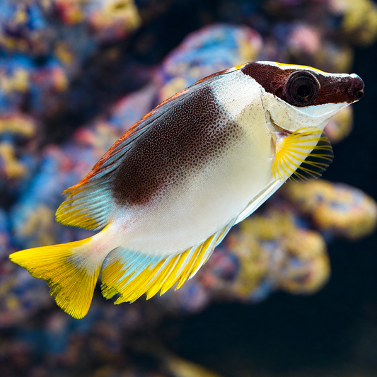 Magnificent Foxface 3.5 WYSIWYG