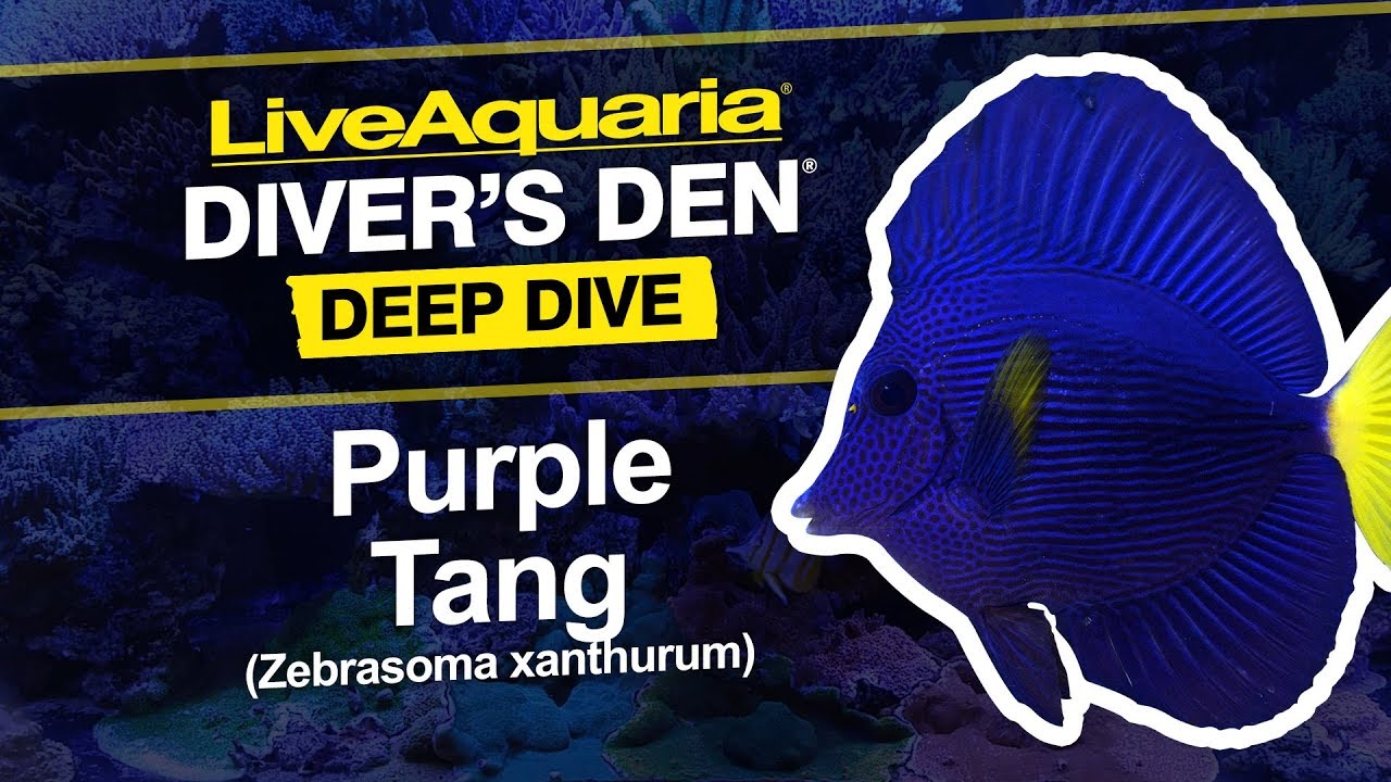 Load video: LiveAquaria® Diver’s Den® Deep Dive: Purple Tang (Zebrasoma xanthurum)