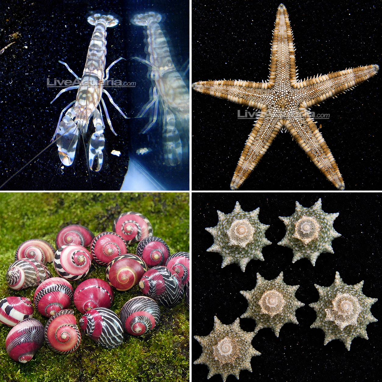 Ninja Star Snail, Tiger Snapping Shrimp, Red Racer Nerite Snail & Sand Sifting Sea Star Pack