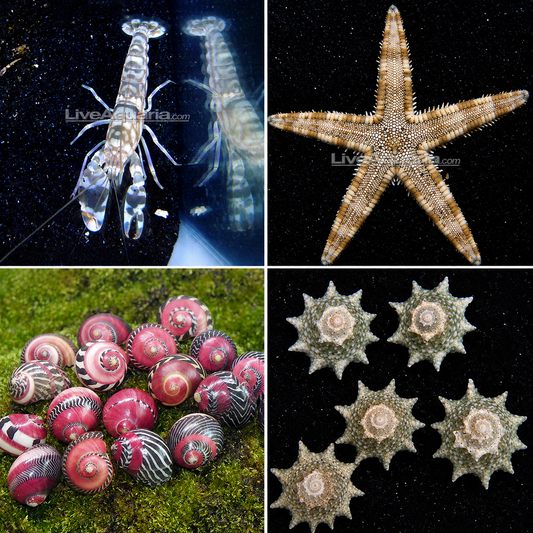 Ninja Star Snail, Tiger Snapping Shrimp, Red Racer Nerite Snail & Sand Sifting Sea Star Pack