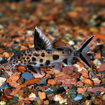 Synodontis Multipunctatus Catfish