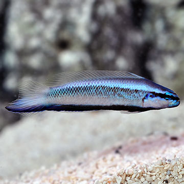 Captive-Bred Electric Indigo Dottyback