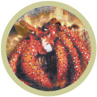 Common Hermit Crab