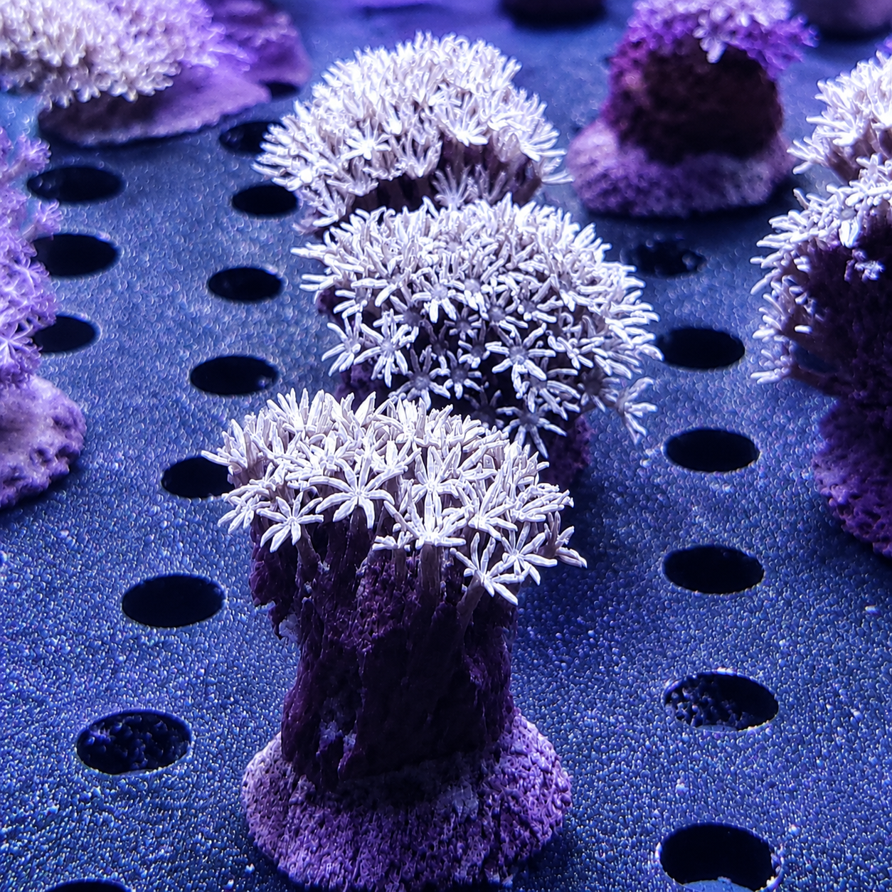 Pipe Organ Coral Frag