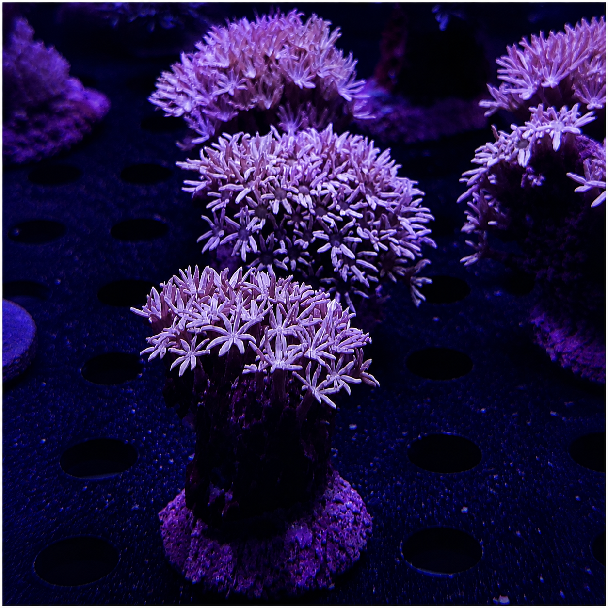 Pipe Organ Coral Frag