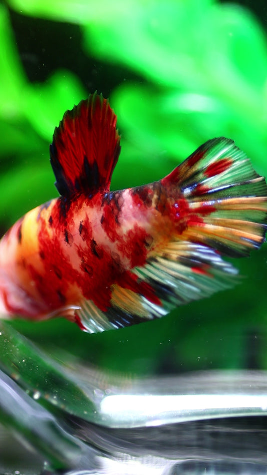 Giant Koi Plakat Betta