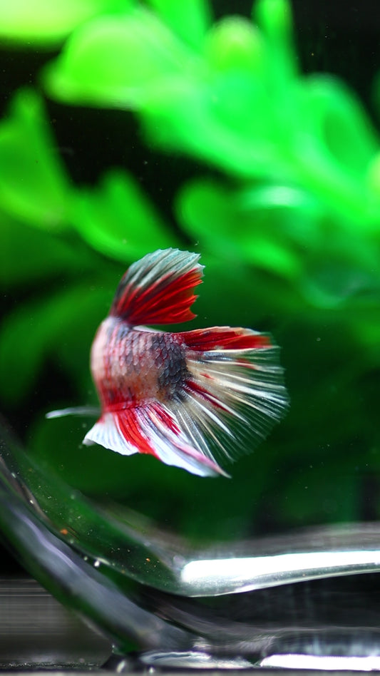 Giant Koi Plakat Betta