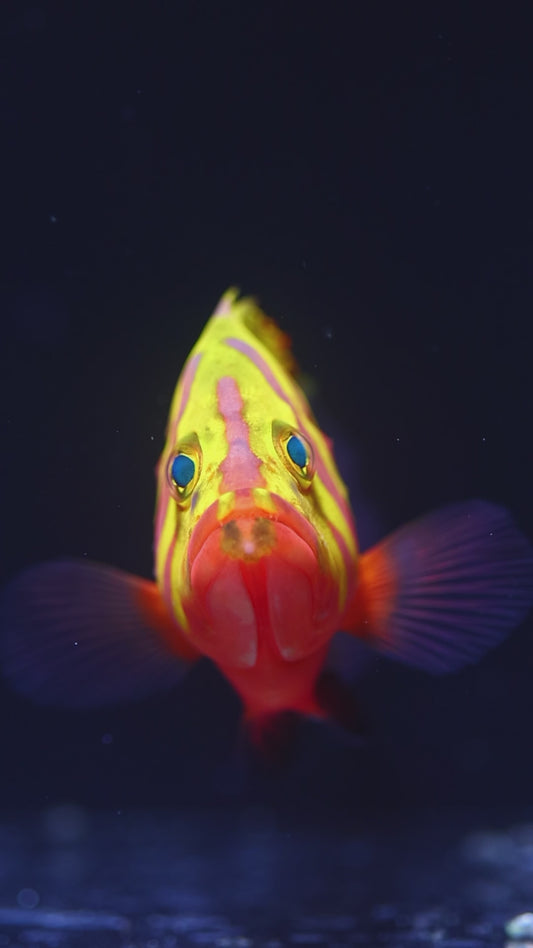 Neptune Grouper 6.25" WYSIWYG
