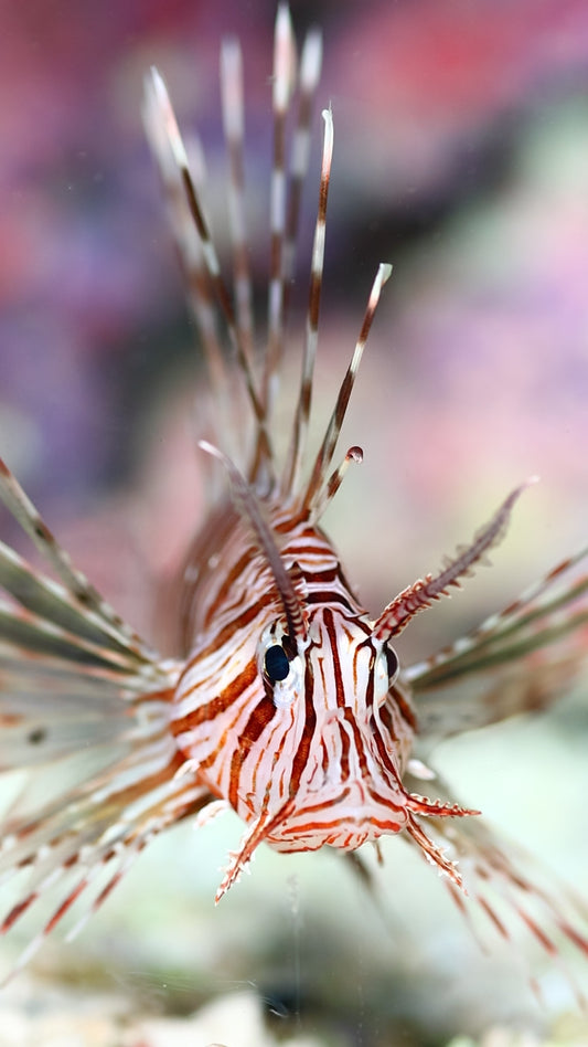 Volitan Lionfish 4" WYSIWYG
