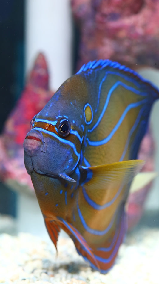 Annularis Angelfish 7" WYSIWYG