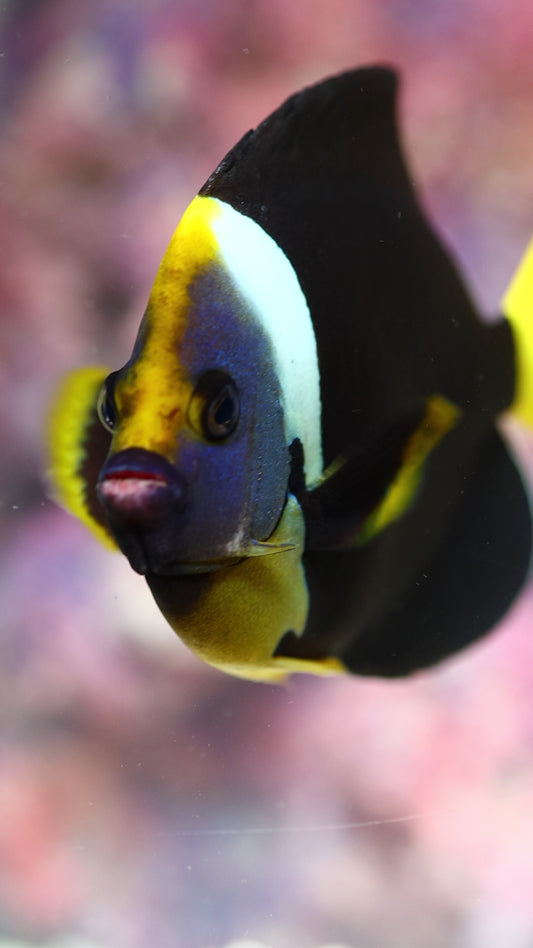 False Personifer Angelfish 6.5" WYSIWYG