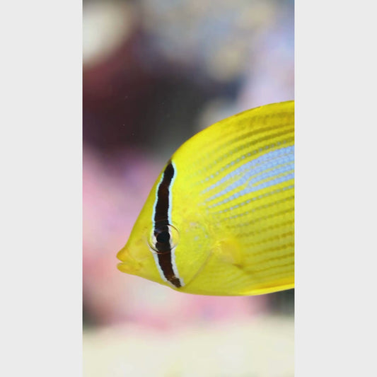 Bluespot Butterflyfish