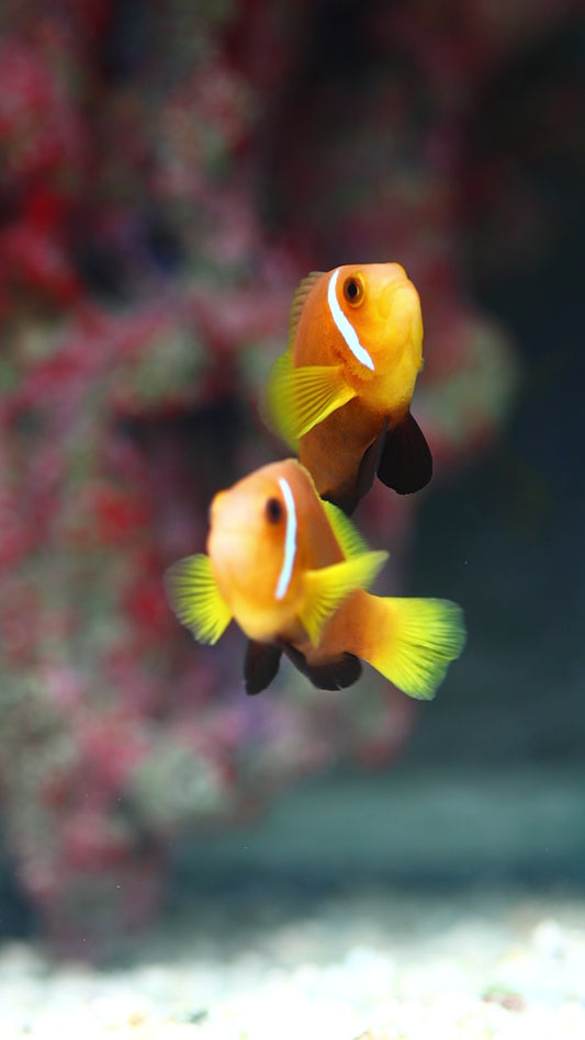 Blackfoot Clownfish Pair 3" WYSIWYG