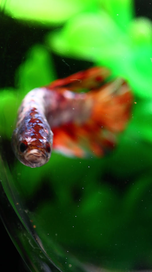 Giant Plakat Betta