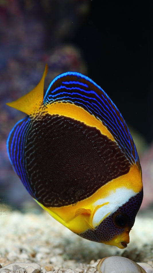 Scribbled Angelfish 4.5" WYSIWYG