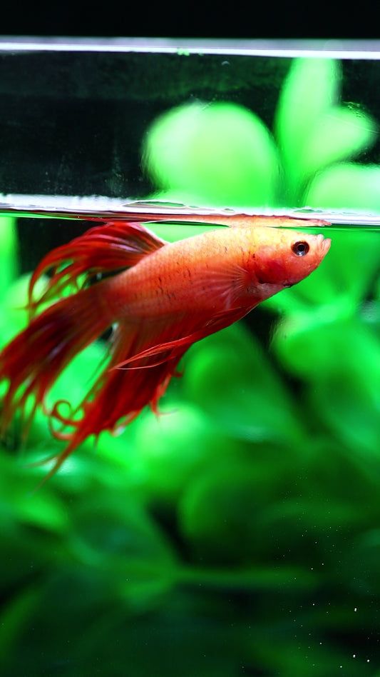 Crowntail Betta, Male