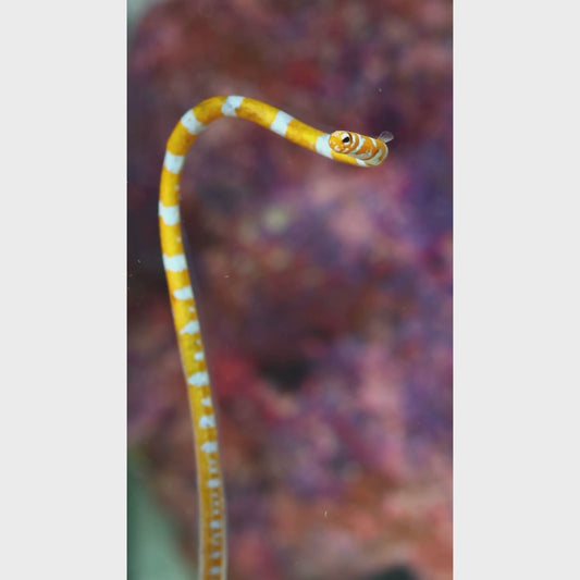 Garden Eel EXPERT ONLY