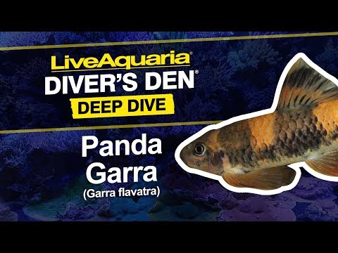 Panda Garra