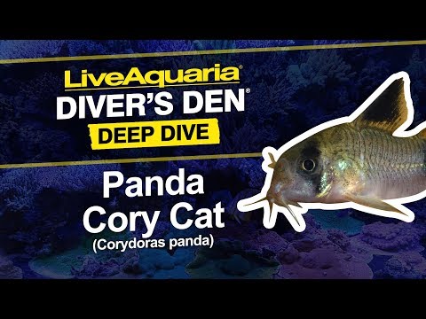 Panda Cory Cat