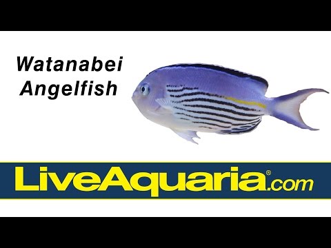 Watanabei Angelfish