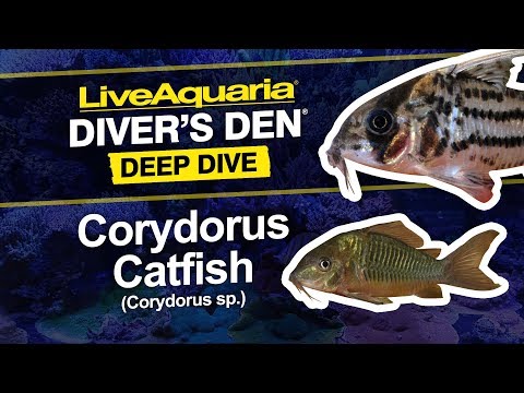 Sterba's Cory Cat