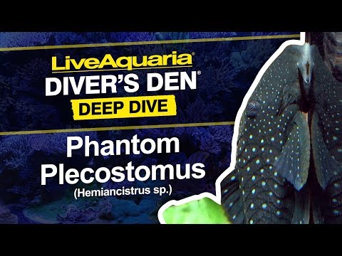 Phantom Blue Caught Live! ファントム・ブルー ライヴ L128 Blue Phantom Pleco (Hemiancistrus sp) — Predatory Fins