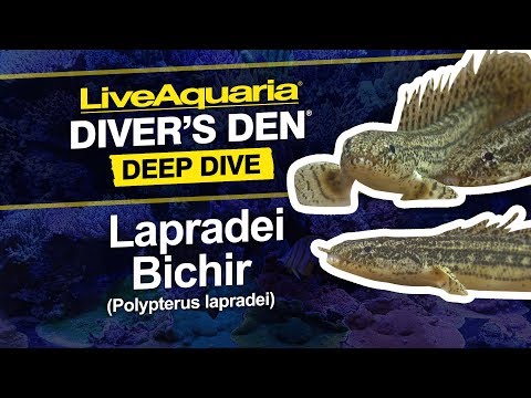 Lapradei Bichir
