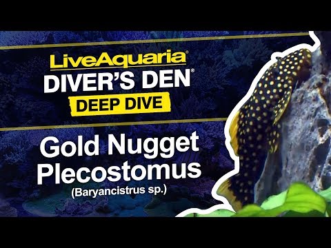 Gold Nugget Plecostomus