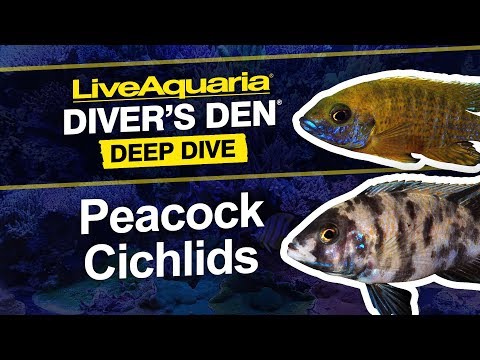 Dragon Blood Peacock Cichlid