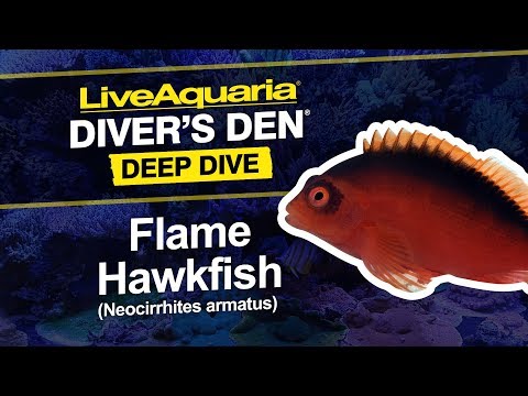 Flame Hawkfish