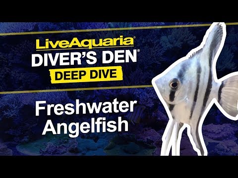 Albino Angel: Tropical Fish for Freshwater Aquariums – LiveAquaria