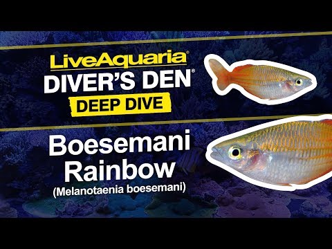 Boesemani Rainbow