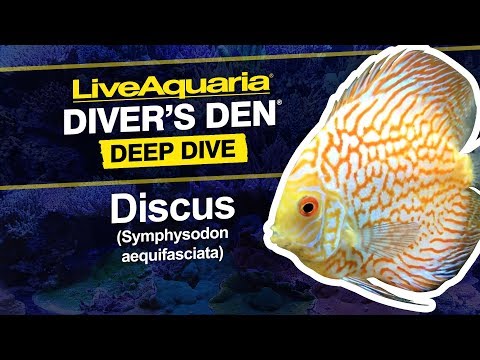 Blue Diamond Discus