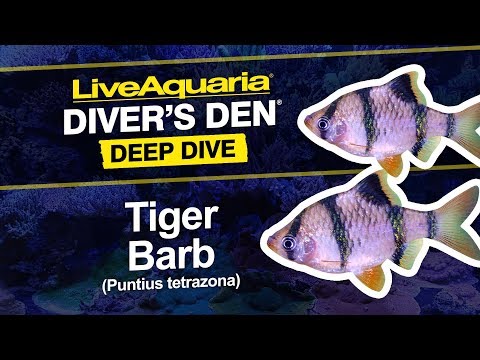 Tiger Barb