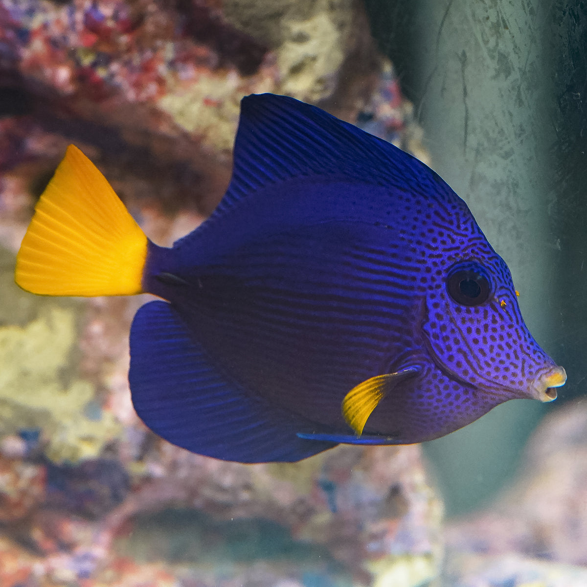 Purple Tang 4" WYSIWYG
