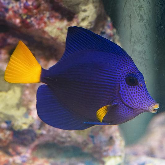 Purple Tang 4" WYSIWYG