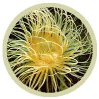Tube Anemone