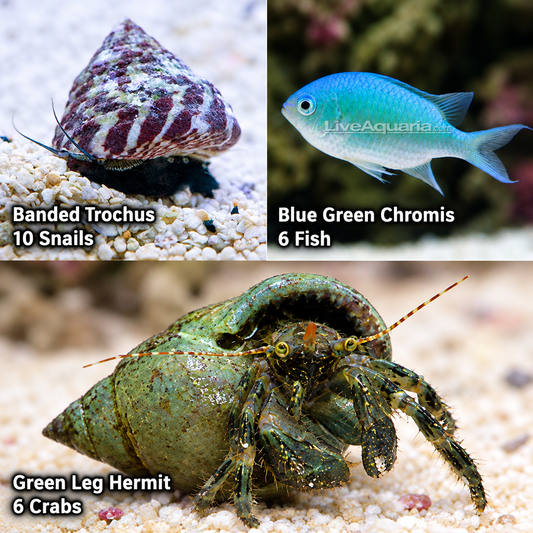 Reef Fanatics-01