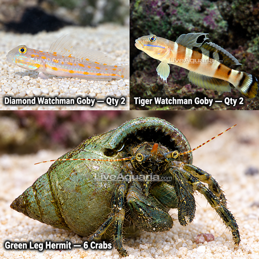 Reef Fanatics -02