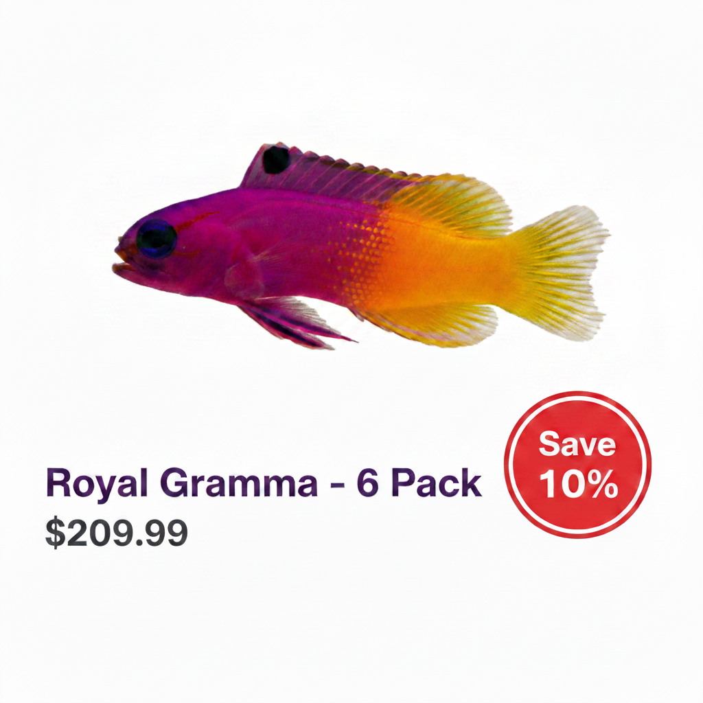 Royal Gramma's -6 Pack