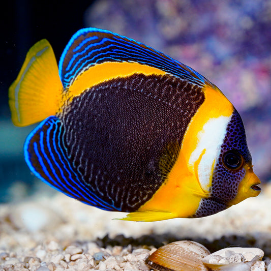 Scribbled Angelfish 4.5" WYSIWYG