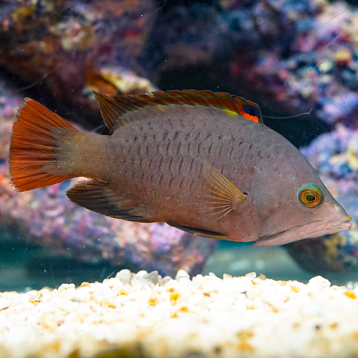 Slingjaw Wrasse 4" WYSIWYG