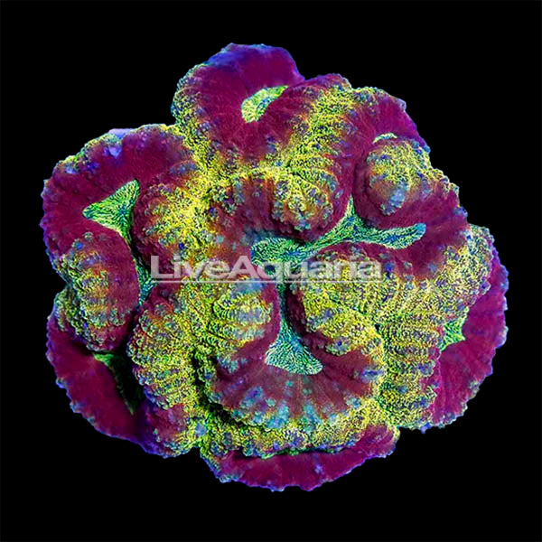 Brain Coral, Lobophyllia